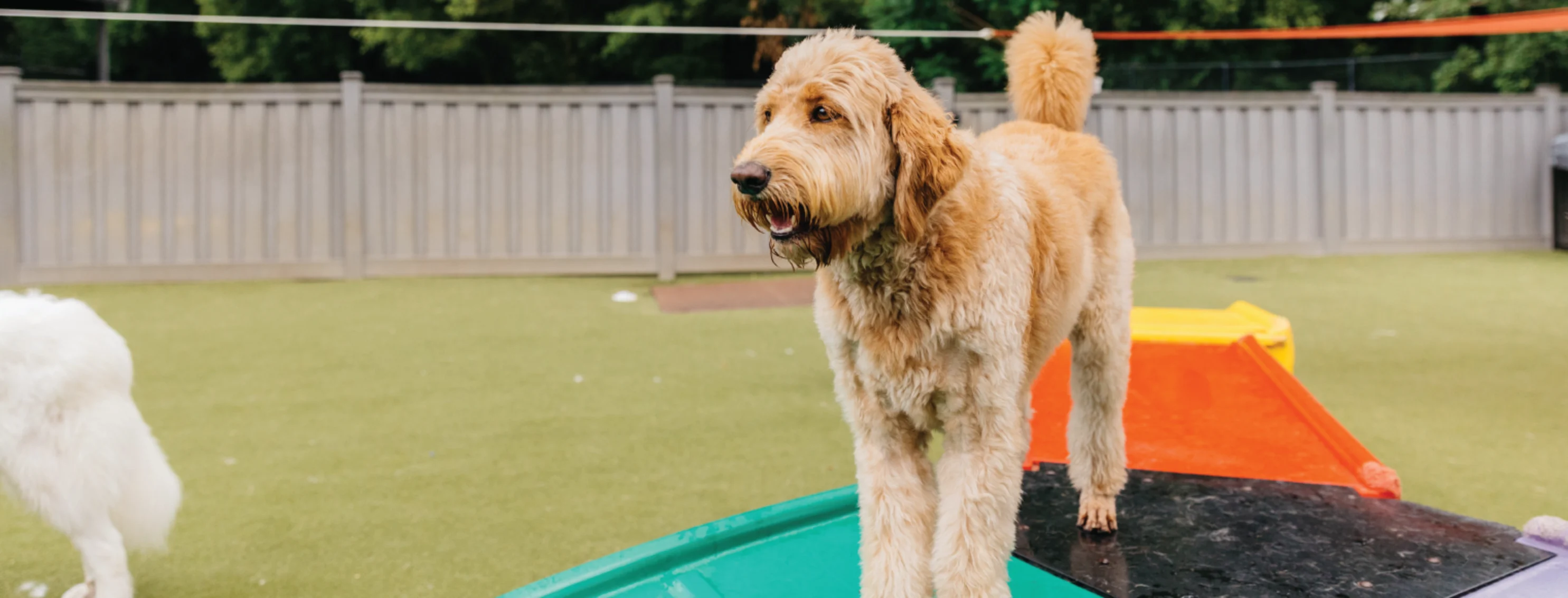 Dog on a play structure